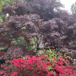 Azalea and Red Leaf Maple 2