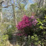 Azaleas
