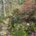 Azaleas 2