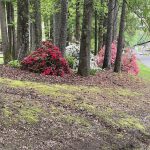 Azaleas 6