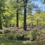 Azaleas at Joseph Bryan Park