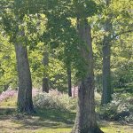 Azaleas at Joseph Bryan Park 3