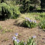 Bearded Irises