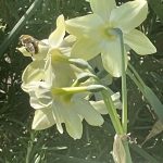 Bee and Daffodils