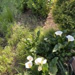 Calla Lilies