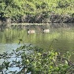 Canadian Geese at Joseph Bryan Park