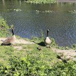 Canadian Geese at Joseph Bryan Park 2