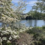Dogwood