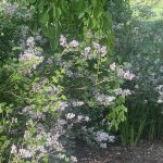 Downy Lilac
