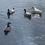 Ducks at Joseph Bryan Park