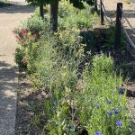 Flower Garden at Lewis Ginter Botanical Garden