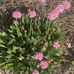 Flowers at Lewis Ginter Botanical Garden