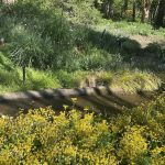 Golden Ragwort
