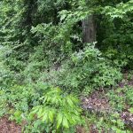 Hanover, Virginia 3