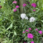 Hanover, Virginia 7