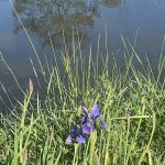 Iris