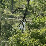 Joseph Bryan Park 8