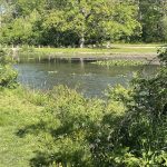 Lake at Joseph Bryan Park 4