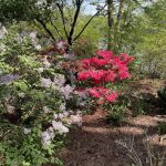 Lilac and Azalea