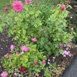 My Rose Garden