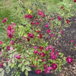 My Rose Garden 2