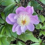 Peony
