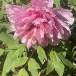 Peony 3
