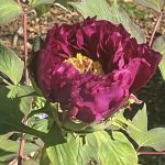 Peony 4