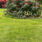 Rose Bush and Azalea in Hanover, Virginia
