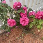 Roses in Hanover, Virginia 2