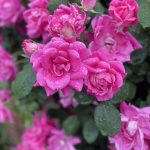 Roses in Hanover, Virginia 7