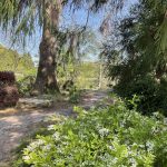 Slender Deutzia