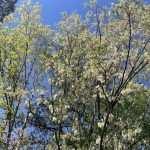 Trees at Joseph Bryan Park 2