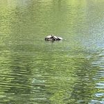 Turtles at Joseph Bryan Park