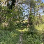 Walking Trail at Joseph Bryan Park 4