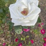 White Rose