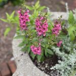 Angelonia Archangel Dark Rose