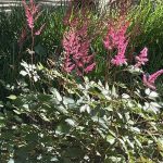 Astilbe