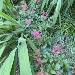 Astilbe 2