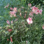 Azalea