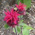 Bee and Bee Balm