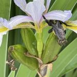 Bee and Iris