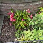 Begonia