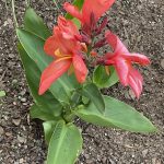 Canna Lily