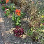 Canna Lily, Coleus, and Vinca
