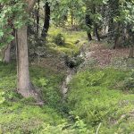 Creek in Hanover County