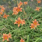 Day Lilies