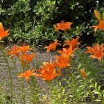 Day Lilies 2