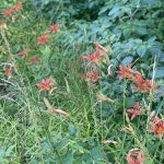 Day Lilies 2