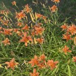 Day Lilies 2